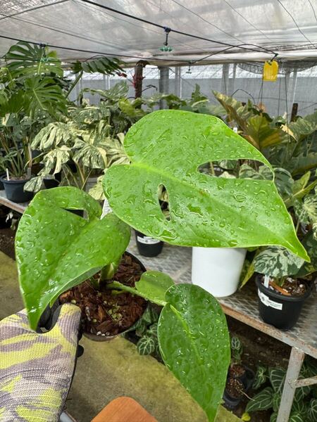 10 モンステラ デリシオーサ コンパクタ 梱包80CMサイズ