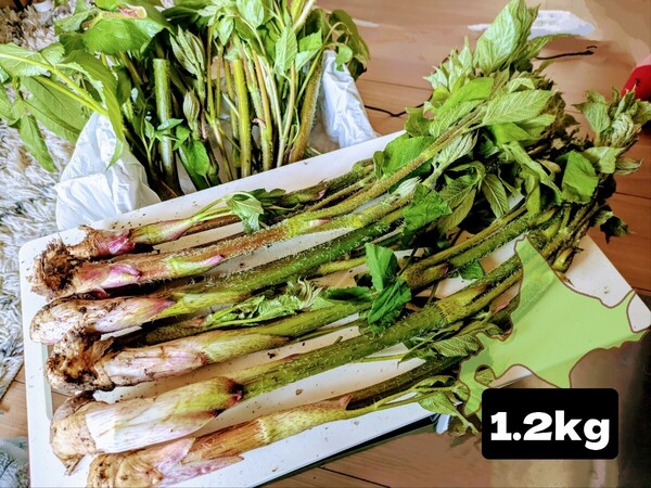 北海道 道北産 天然山ウド 1.2kg 〈安値!〉