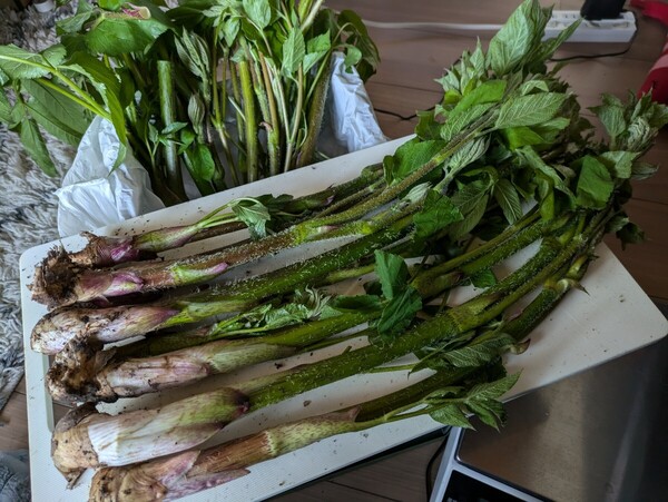 北海道 道北産 天然山ウド 1.2kg 〈安値!〉 送料込み
