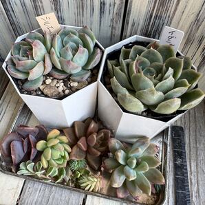 多肉植物 エケベリア 寄せ植え 抜き苗シルエット、イグニッションとカット苗 多肉セット エケベリア等