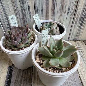 多肉植物 エケベリア抜き苗 3苗セット紫水晶、ピュアラブ、シルバーエボニー×カマノイプエブラ エケベリア