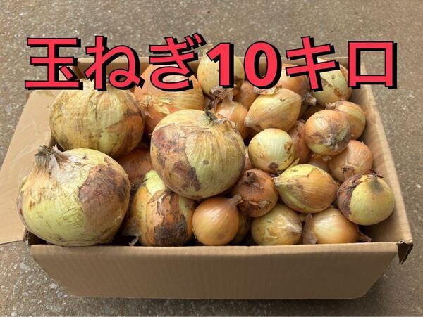 玉ねぎ 10kg 長崎県島原半島産 新玉ねぎ 産地直送 新玉ねぎ