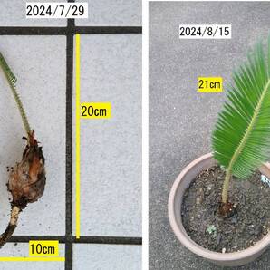 《送込》(24L)ソテツ 新葉「1本」 6/1画像 開き始めました 2024/6親株から切離 鉢なし発送 わが家で増殖 株 苗 蘇鉄 そてつ