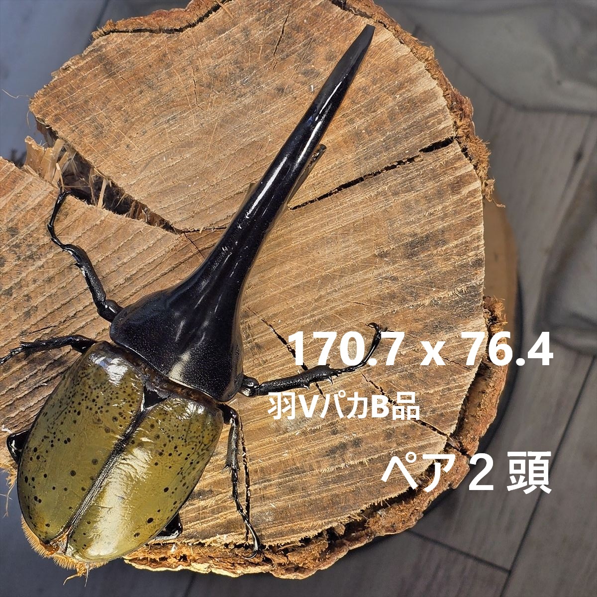 Amazon.co.jp: 2006年ダイナミックスタンド ヘルクレス