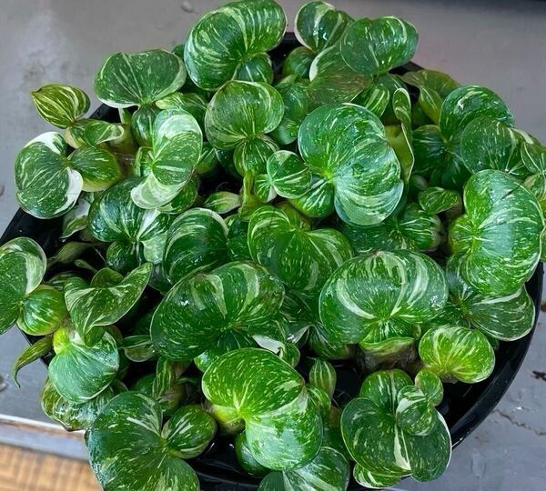 残り僅か!送料&梱包代無料!【国産 斑入りホテイ草 大サイズ 2株】完全無農薬で安心&安全!見応え抜群◎入手困難な希少種を限定販売!