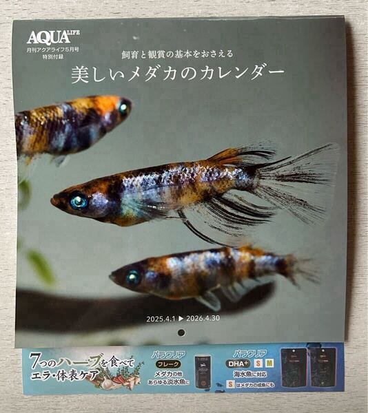 送料込★月刊アクアライフ付録【美しいメダカのカレンダー 2025/4/1ー2026/4/30 壁掛け】AQUA LIFE 2025年5月号 付録のみ匿名配送 厚紙補強