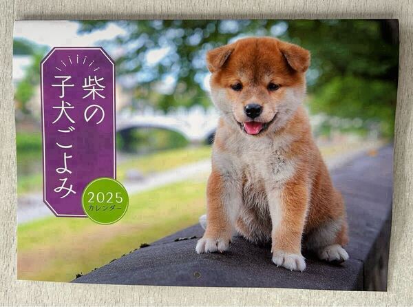 送料込★Wan ワン 付録【柴の子犬ごよみ 2025 カレンダー 壁掛け B5サイズ 六曜】2025年1月号 付録のみ匿名配送 犬 イヌ わんこ わんちゃん