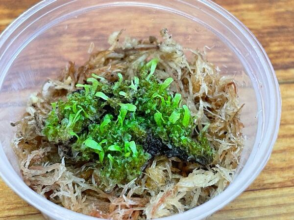 前葉体 Ridleyi nano 細葉 リドレイ 胞子培養 ビカクシダ a