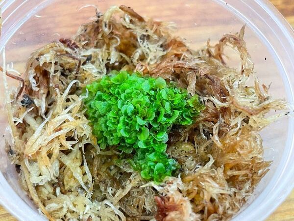 前葉体 ridleyi Dwarf Silveryリドレイ シルベリー 胞子培養b