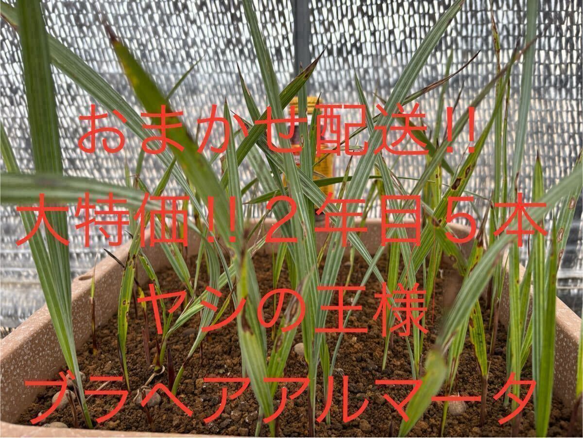 2025年最新】ブラヘアアルマータ 観葉植物の通販商品 - Yahoo