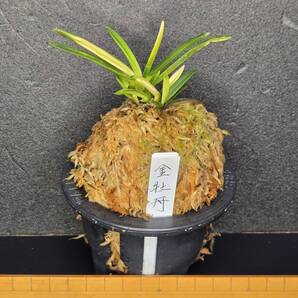 富貴蘭・金牡丹(親を含めて五本立ち)