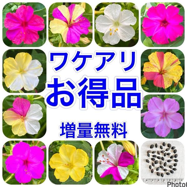【ワケアリ】 オシロイバナの種 40粒 色不明 お得品 花の種