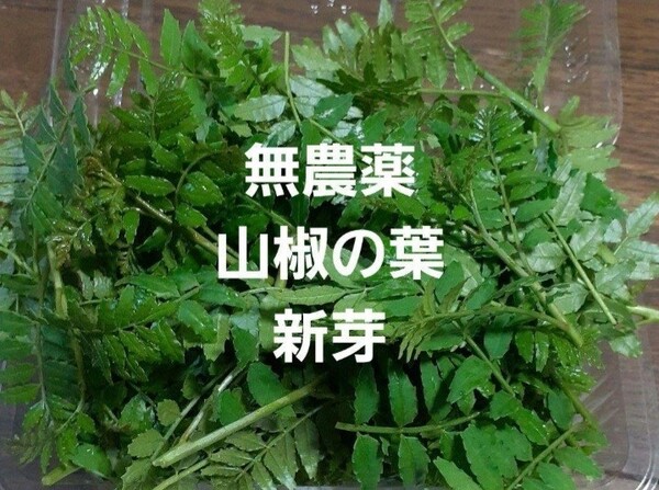 信州産 無農薬 山椒の葉 新芽 木の芽 山椒
