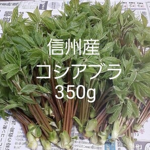 信州小谷産 採れたて コシアブラ 350g 送料込 山菜