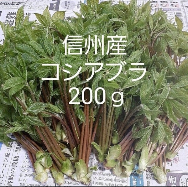 信州小谷産 採れたて コシアブラ 200g 送料込 山菜