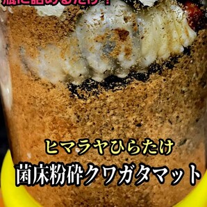クワガタの幼虫専用! ヒマラヤひらたけ菌床粉砕マット ボトルやカップに詰めるだけ!菌糸の甘い香りがします!菌糸瓶よりコスパ良い