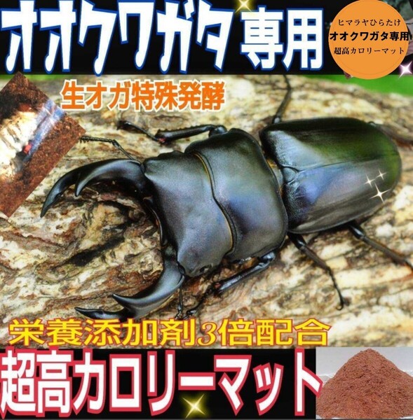 オオクワガタをマット飼育したい方に!超高カロリーマット クヌギの生オガ特殊発酵 15種類の栄養添加剤配合 フタマタにもお薦め