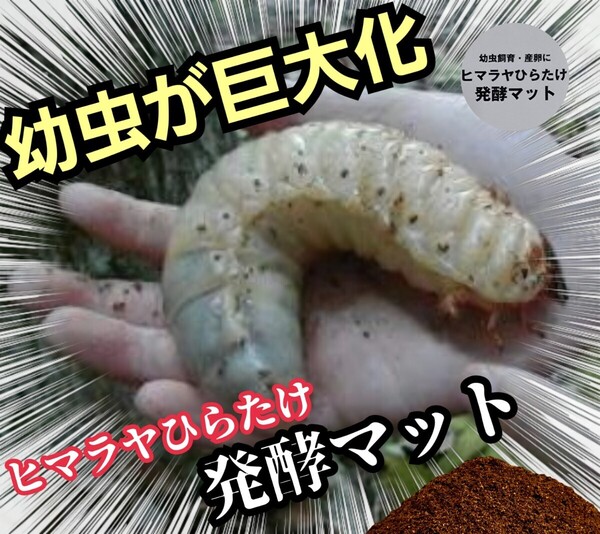 カブトムシ幼虫が大きくなります! 国産88ミリ羽化実績!ヒマラヤひらたけ発酵マット クヌギ100%原料 コバエ、雑虫がわかない!産卵にも