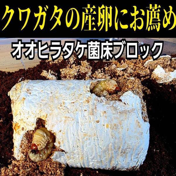 クワガタの産卵木 オオヒラタケ菌床ブロック マットに埋め込むだけで爆産する!手でほぐせるので割り出しが楽!カブト幼虫の栄養強化にも