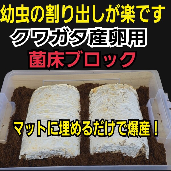 クワガタの産卵木に オオヒラタケ菌床【2個】マットに埋め込むだけで爆産する!手でほぐせるので割り出しが楽!カブト幼虫の栄養強化にも