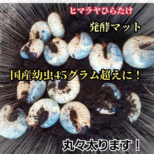カブトムシ幼虫が大きくなります! 国産88ミリ羽化実績!ヒマラヤひらたけ発酵マット クヌギ100%原料 コバエ・雑虫がわかない!産卵にも