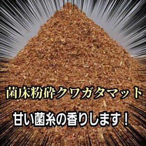 クワガタの幼虫専用! ヒマラヤひらたけ菌床粉砕マット ボトルやカップに詰めるだけ!菌糸の甘い香りがします!菌糸瓶よりコスパ良いです