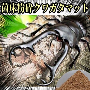 菌床粉砕クワガタマット ボトルやカップに詰めるだけ! 菌糸の甘い香り!菌糸瓶よりコスパ良い! クワガタ幼虫の土 クワガタ幼虫の餌