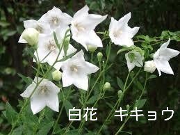白花キキョウ 桔梗 小苗5個セット 耐寒性宿根草