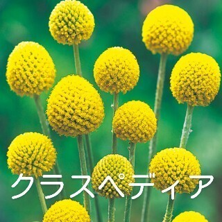 ラスト出品です クラスペディア ゴールドスティック小苗5個セット 半耐寒性多年草