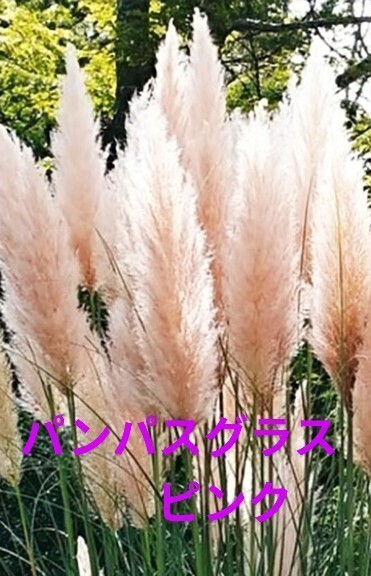 残り僅か パンパスグラスピンク小苗5個セット 半耐寒性多年草 大型ススキ 薄ピンクの穂