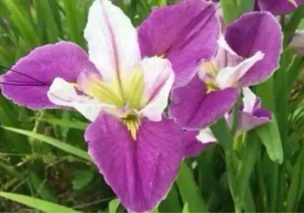 ルイジアナアイリス三芽