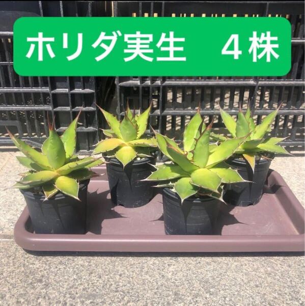 送料無料 鉢付き発送 アガベ ホリダ 実生 4株セット 美株 Agave horrida ssp.horrida 多肉植物