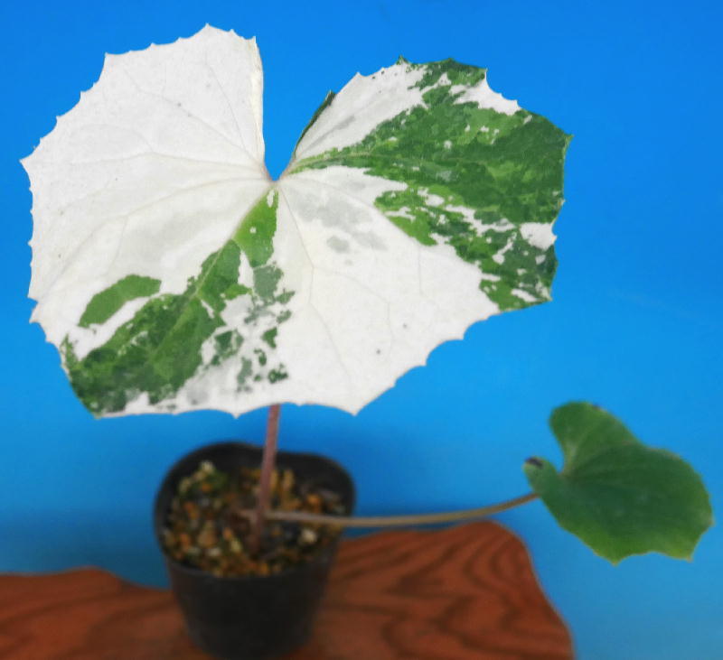 ∞萠春園∞　自然種斑入りエビネ　希少品　 【山宝】　上柄　中小苗　（検:えびね蘭・寒蘭・春蘭） ∞萠春園∞ 自然種タカネ 斑入りエビネ 白王殿 中大苗 （検:えびね