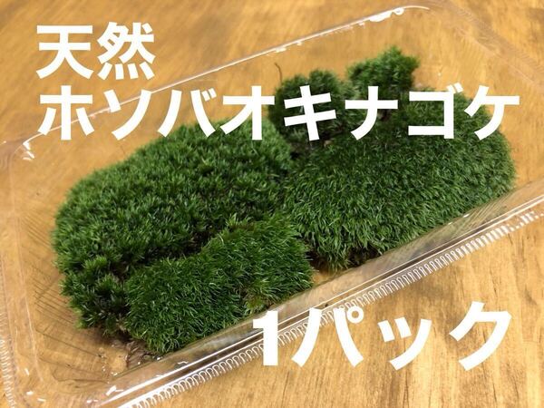 天然 ホソバオキナゴケ 山苔 苔玉 盆栽 テラリウム 1パック No.21
