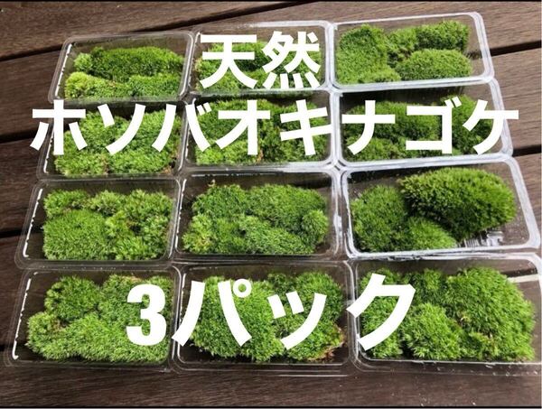 天然 ホソバオキナゴケ 山苔 苔玉 盆栽 テラリウム 3パック No.6