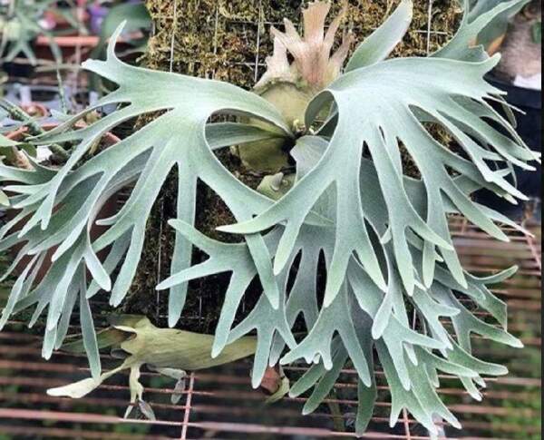 P.willinckii 'Celso Tatsuta' TC② @bikamori.com ビカクシダ ウィリンキー セルソ タツタ