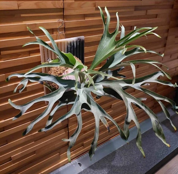 P.alcicorne 'Gorgon' spored① @bikamori.com送料無料(出品者負担)アルシコルネ ゴルゴン ビカクシダ