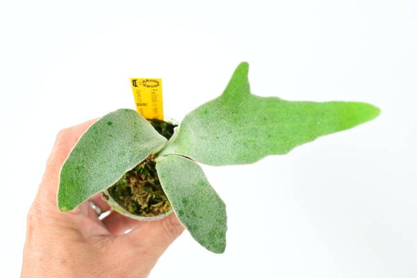 P.willinckii cv.Pedro Tatsuta TC① @bikamori.com ウィリンキー ペドロ タツタ