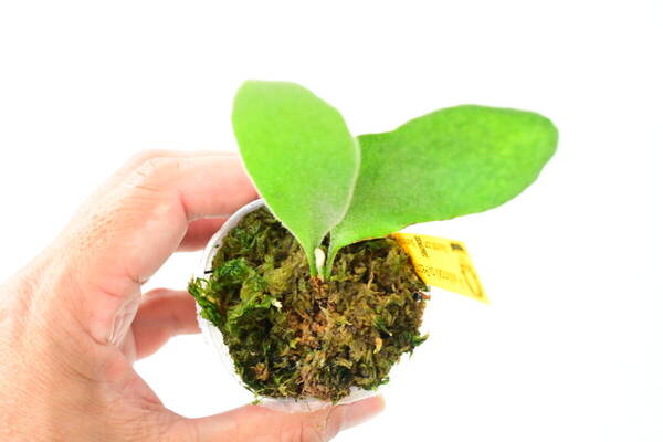 P.willinckii cv.Pedro Tatsuta TC⑦ @bikamori.com ウィリンキー ペドロ タツタ