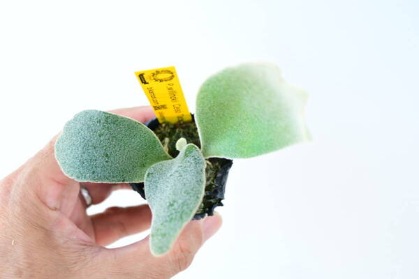 P.willinckii 'Celso Tatsuta' TC② @bikamori.com ビカクシダ ウィリンキー セルソ タツタ