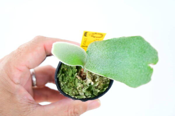 P.willinckii 'Celso Tatsuta' TC④ @bikamori.com 送料無料(出品者負担)ビカクシダ ウィリンキー セルソ タツタ