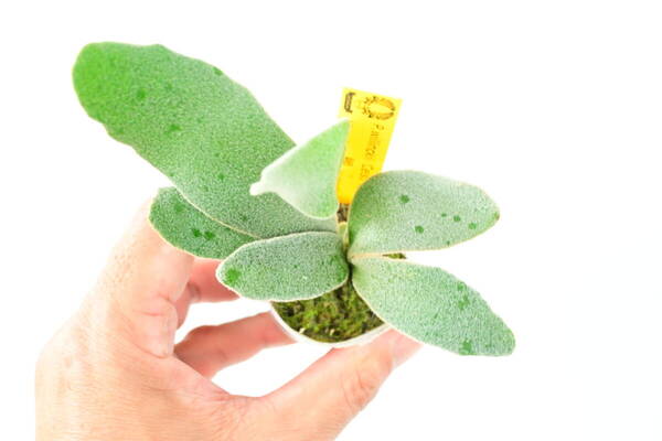 P.willinckii 'Celso Tatsuta' TC⑥ @bikamori.com 送料無料(出品者負担)ビカクシダ ウィリンキー セルソ タツタ