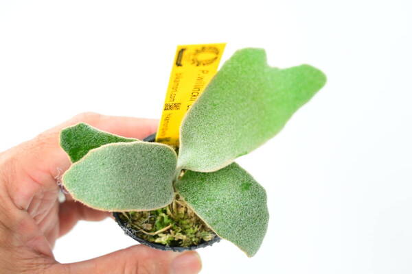 P.willinckii 'Celso Tatsuta' TC⑧ @bikamori.com 送料無料(出品者負担)ビカクシダ ウィリンキー セルソ タツタ