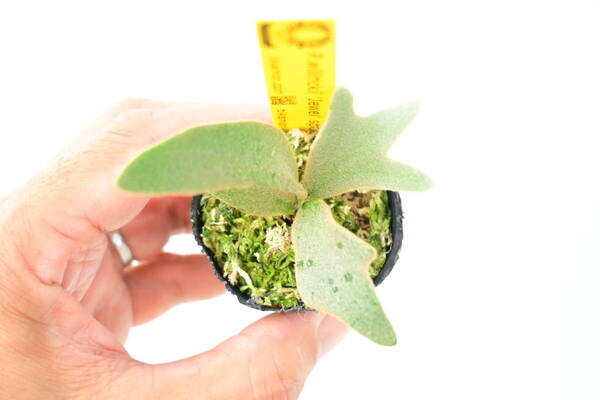 P.willinckii 'Jewel' spored③ @bikamori.com 送料無料(出品者負担) ウィリンキージュエル ビカクシダ