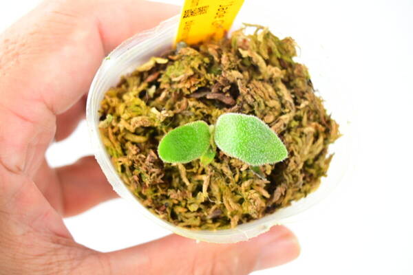 P.willinckii 'Jade Girl' spored⑦ @bikamori.com 送料無料(出品者負担) ジェイドガール ビカクシダ