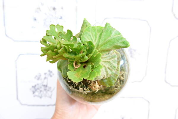 P.ridleyi 'Dwarf Silvery' spored⑤ @bikamori.com 送料無料(出品者負担) リドレイ ドワーフシルベリー ビカクシダ
