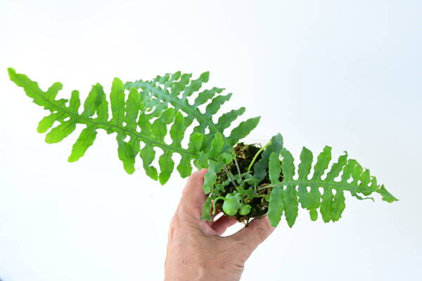 Lecanopteris depariodes② @bikamori.com 送料無料(出品者負担) レカノプテリス デパリオイデス