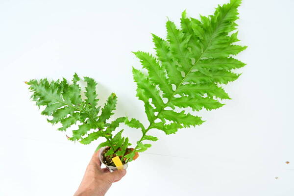 Aglaomorpha meyeniana var.crested① @bikamori.com 送料無料(出品者負担) アグラオモルファ シダ