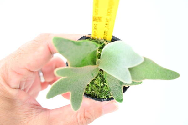 P.willinckii 'Jewel' spored① @bikamori.com 送料無料(出品者負担) ウィリンキージュエル ビカクシダ