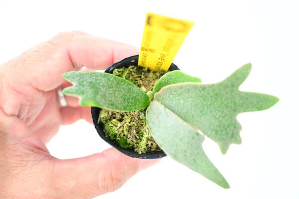 P.willinckii 'Jewel' spored② @bikamori.com 送料無料(出品者負担) ウィリンキージュエル ビカクシダ